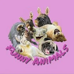 Funny Animals -животные, смешные животные, смешные видео, юмор, приколы, собаки, кошки, обезьяны.
