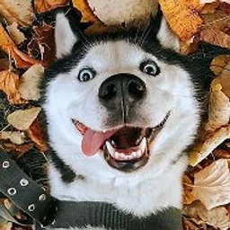 Смешные Животные