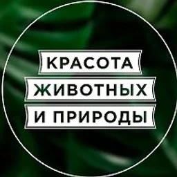Красота животных и природы