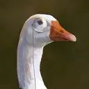 Важный Гусь