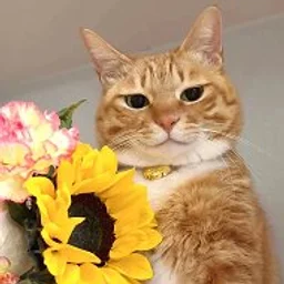 Кот-обормот😻