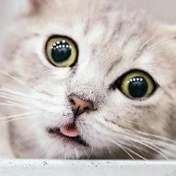 Котики