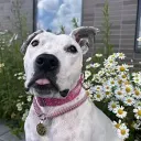 Глухая Тэффи 🐶