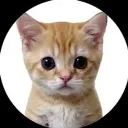 КОТЯТА ПОЯСНЯЮТ