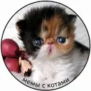 Мемы с котами