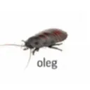 олег