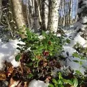 Снежная брусника