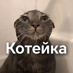 Котейка
