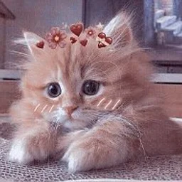 милые котики животные