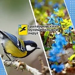 Администрация Грайворонского округа
