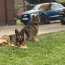 Немецкие овчарки Штиль & Илон