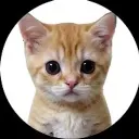 КОТЯТА ПОЯСНЯЮТ