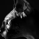 Кот Костян