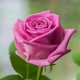 Мои любимые цветы
