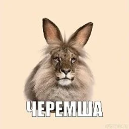 Черемша. ЧЕРЕМША МЕМ