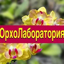 Орхо Лаборатория| Выращиваем орхидеи с нуля