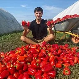 Тепличный бизнес в деревне
