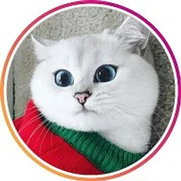 Кошки. Котики