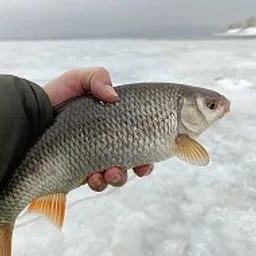Душевная рыбалка
