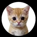 КОТЯТА ПОЯСНЯЮТ