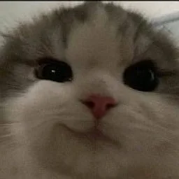 люблю