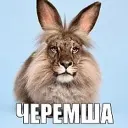 ЧЕРЕМША